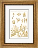 Golden Rhododendron on White Fine Art Print