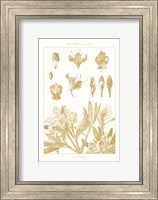 Golden Rhododendron on White Fine Art Print