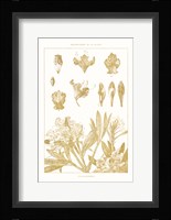 Golden Rhododendron on White Fine Art Print