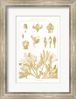 Golden Rhododendron on White Fine Art Print