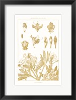 Golden Rhododendron on White Framed Print