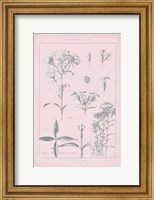Rose Quartz Phlox Fine Art Print