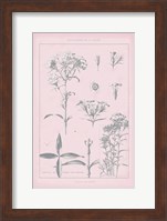 Rose Quartz Phlox Fine Art Print