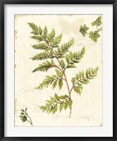 Ivies and Ferns I no Dragonfly Fine Art Print