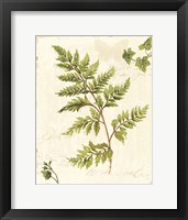 Ivies and Ferns I no Dragonfly Fine Art Print