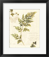 Ivies and Ferns III no Dragonfly Fine Art Print