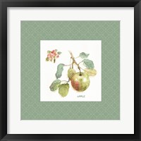 Orchard Bloom I Border Framed Print