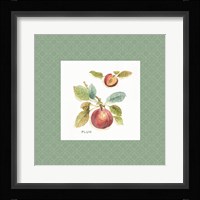 Orchard Bloom IV Border Framed Print