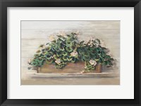 Market Geraniums Crop Fine Art Print