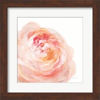 Garden Rose on White Crop Fine Art Print