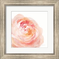 Garden Rose on White Crop Fine Art Print