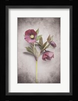 Vintage Hellebore Study V Fine Art Print
