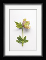 Hellebore Study III Fine Art Print