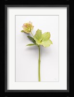 Hellebore Study II Fine Art Print