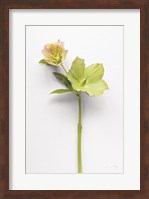 Hellebore Study II Fine Art Print