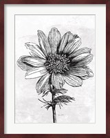 Spa Botanical IV BW Crop Fine Art Print