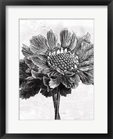 Spa Botanical I BW Crop Fine Art Print