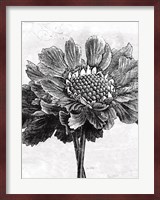 Spa Botanical I BW Crop Fine Art Print