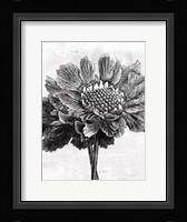 Spa Botanical I BW Crop Framed Print