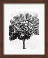 Spa Botanical I BW Crop Fine Art Print