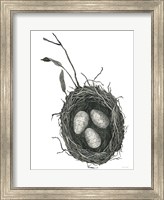 Springtime Nest III Fine Art Print