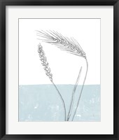 Wheat Framed Print