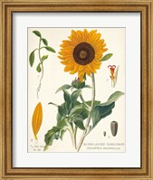 Sunflower Chart on Ivory Fine Art Print