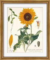 Sunflower Chart on Ivory Fine Art Print