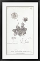 Conversations on Botany IX Fine Art Print