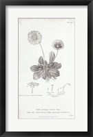 Conversations on Botany IX Framed Print