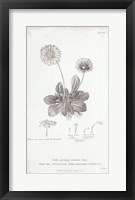 Conversations on Botany IX Fine Art Print