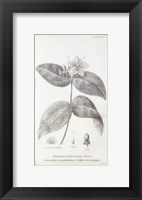 Conversations on Botany VIII Fine Art Print