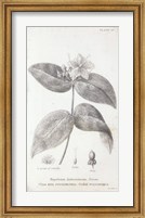 Conversations on Botany VIII Fine Art Print