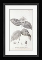 Conversations on Botany VIII Framed Print