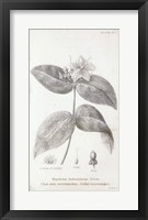 Conversations on Botany VIII Fine Art Print