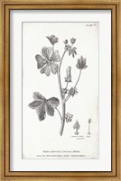 Conversations on Botany VII Fine Art Print