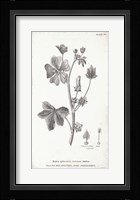 Conversations on Botany VII Framed Print