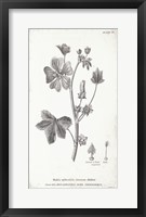 Conversations on Botany VII Framed Print