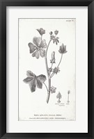 Conversations on Botany VII Fine Art Print