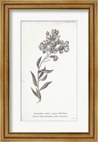 Conversations on Botany VI Fine Art Print