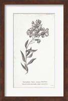 Conversations on Botany VI Fine Art Print