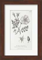 Conversations on Botany IV Fine Art Print