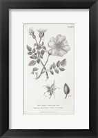 Conversations on Botany IV Fine Art Print