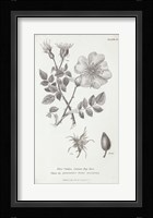 Conversations on Botany IV Framed Print