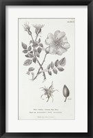 Conversations on Botany IV Framed Print