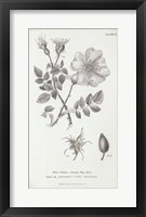 Conversations on Botany IV Fine Art Print