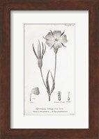 Conversations on Botany III Fine Art Print