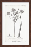 Conversations on Botany II Fine Art Print