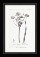 Conversations on Botany II Framed Print