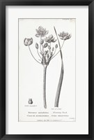 Conversations on Botany II Framed Print
